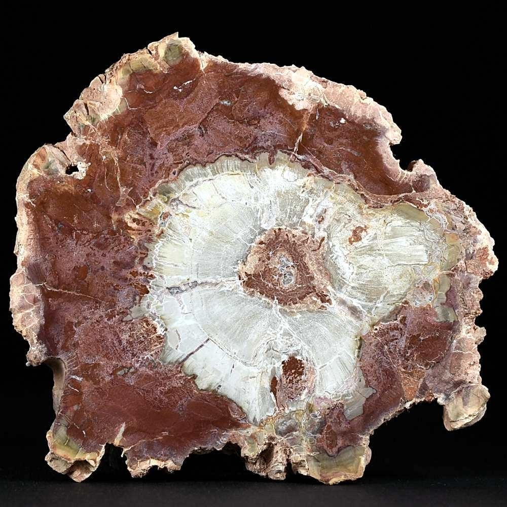 Fossilien online. Versteinertes Astholz aus Madagaskar