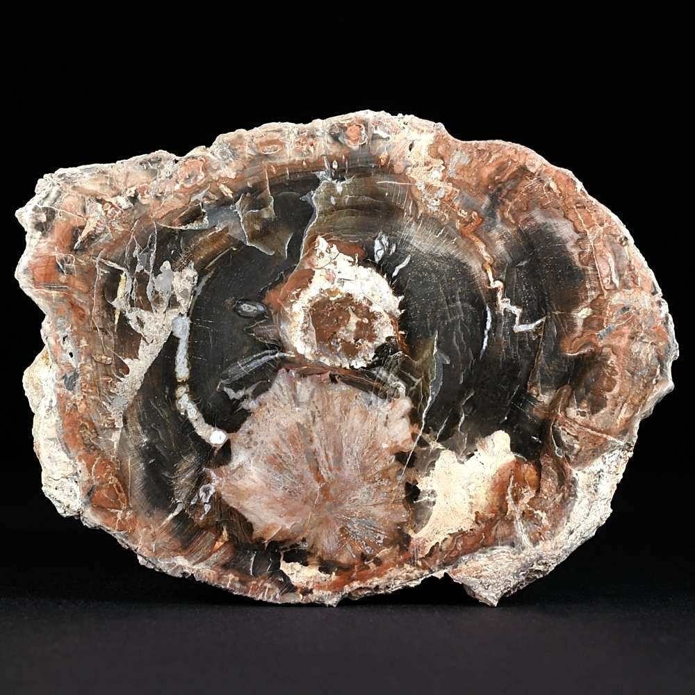 Versteinertes Holz Araukarienholz aus Madagskar