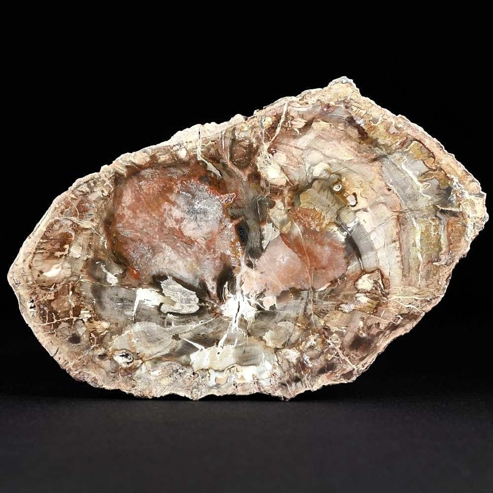 Fossilien Geschenkideen versteinertes Holz aus Madagaskar