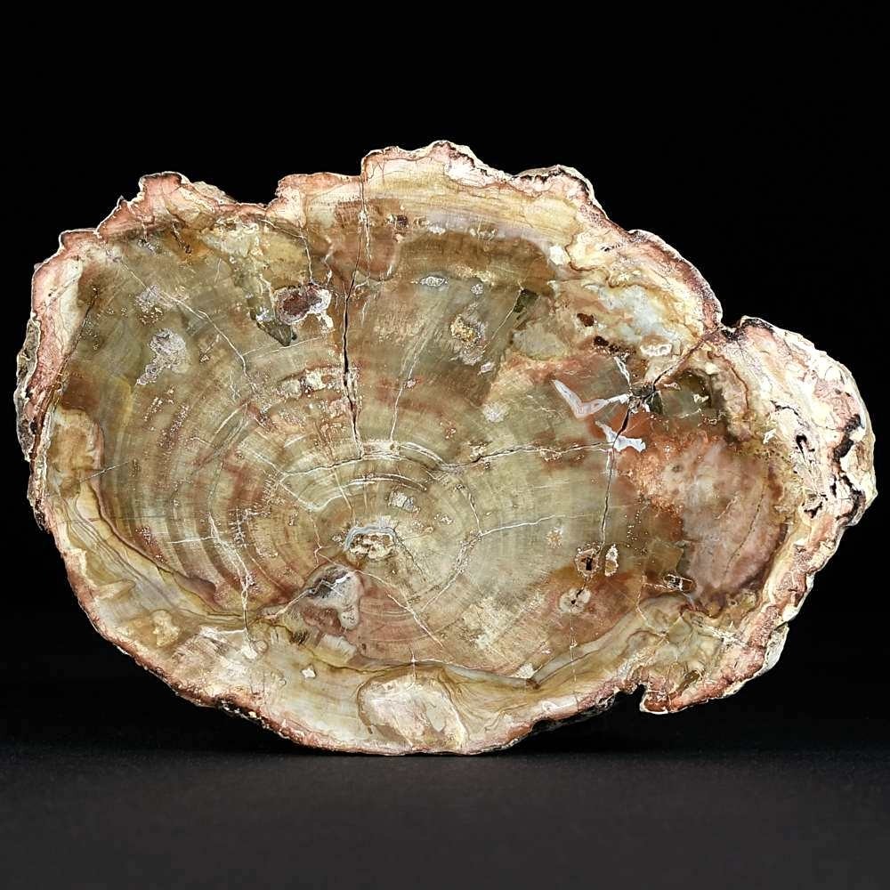 Versteinerte Holzscheibe aus Madagaskar
