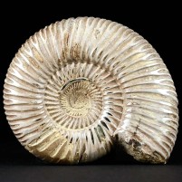 Schöner anpolierter Jura Ammonit Perisphinctes aus Madagaskar