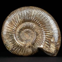 Schöner bräunlicher Jura Ammonit aus Madagaskar. Perisphinctes sp.
