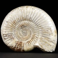 Anpolierter Jura Ammonit aus Madagaskar Perisphinctes sp.