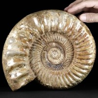 Riesiger XXL Ammonit Kranaosphinctes aus der Oberjura von Madagaskar