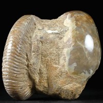 Jura Ammonit Divisosphinctes mit Nautilus Cymatoceras sp. aus Madagaskar