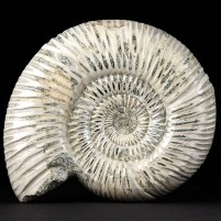 Toller Jura Ammonit Divisosphinctes 10 x 9 cm aus Madagaskar