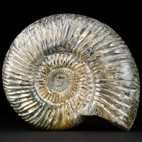 Jura Ammonit Divisosphinctes aus Madagaskar
