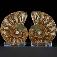Fossilien Geschenke kleines Ammoniten Pärchen inklusive Schiebeständer