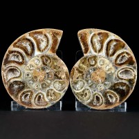 Kleines Ammoniten Paar Macrocephalites aus Madagaskar