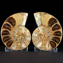 Fossilien nettes Ammoniten Pärchen aus Madagaskar mit Aufsteller