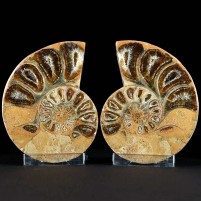 Schönes Ammoniten Pärchen aus der Oberjura von Madagaskar