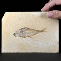 Schöner versteinerter Knochenfisch Diplomystus aus dem Eozän