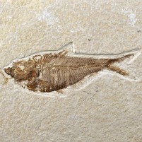 Eindrucksvoller versteinerter Knochenfisch Diplomystus dentata