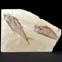 Versteinerte Knochenfische aus dem Eozän 50 Millionen Jahre alt.