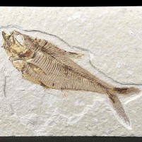 Versteinerter Knochenfisch Diplomystus dentatus aus Kemmerer, Wyoming
