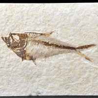 Diplomystus dentatus versteinerter Knochenfisch aus dem Eozän