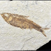 Knightia eocaena fossiler Knochenfisch Green-River-Formation