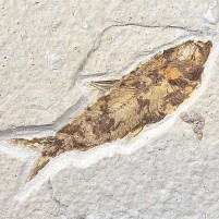 Versteinerter Fisch Knightia eocaena aus dem Eozän von Wyoming