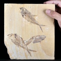 Versteinerter Fischschwarm aus der Green-River-Formation von Wyoming