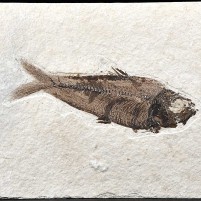 Versteinerter Knochenfisch Knightia eocaena aus Wyoming