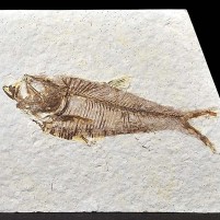 Fossiler Knochenfisch Knightia eocaener