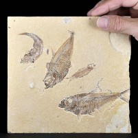 Fossilienplatte mit verschiedenen Fischen aus dem Eozän