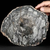 Tolles versteinertes Holz, beide Seiten poliert, aus Madagaskar