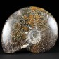 Fossilien geschliffener Ammonit Cleoniceras besairiei aus Madagaskar
