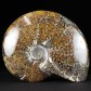 14 cm Ammonit Cleoniceras aus Madagaskar zum Kaufen