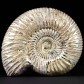 Fossilien Geschenke Jura Ammonit Perisphinctes Divisosphinctes