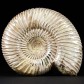 Schöner anpolierter Jura Ammonit Perisphinctes aus Madagaskar