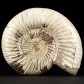 Ammoniten aus der Jurazeit von Madagaskar Perisphinctes