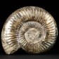 8,8 cm Ammonit Perisphinctes aus der Oberjura von Madagaskar