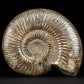 Schöner bräunlicher Jura Ammonit aus Madagaskar. Perisphinctes sp.
