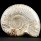Anpolierter Jura Ammonit aus Madagaskar Perisphinctes sp.