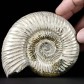 Gut erhaltener Madagaskar Ammonit Perisphinctes 10,6 cm