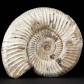 Ammoniten Madagaskar in Schalenerhaltung Perisphinctes, Divisosphinctes