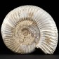 12,4 cm Ammonit Perisphinctes in Schalenerhaltung aus Madagaskar