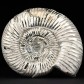 Versteinerter Jura Ammonit mit typischer Spiralform Perisphinctes sp.