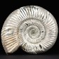 Fossilien aus Madagaskar. Schöner Jura Ammonit Divisosphinctes besairiei