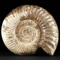 Toller versteinerter XL Ammonit Kranaosphinctes aus Madagaskar
