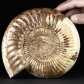 XL Ammonit in bester Qualität Kranaosphinctes aus der Jurazeit