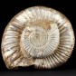 Fossilien Perisphinctes Ammoniten aus der Oberjura