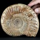 Jura Ammoniten ca. 17 cm in Schalenerhaltung aus Madagaskar