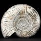 Jura Ammonit Divisosphinctes 12,8 x 11,2 cm aus Madagaskar