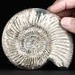 13 cm Jura Ammonit Divisosphinctes besairiei aus Madagaskar