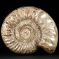 Sehr großer Jura Ammonit Kranoasphinctes 26,5 cm aus Madagaskar