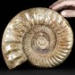 Riesiger XXL Ammonit Kranaosphinctes aus der Oberjura von Madagaskar