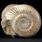 Ammonit Divisosphinctes mit Nautilus aus Madagaskar
