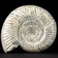 Toller Jura Ammonit Divisosphinctes 10 x 9 cm aus Madagaskar